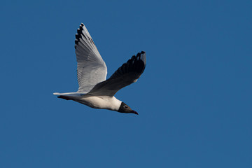 Melincue, Santa Fe, Argentina. A brown-hooded gull (Larus maculipennis) flying against a clear deep blue sky.