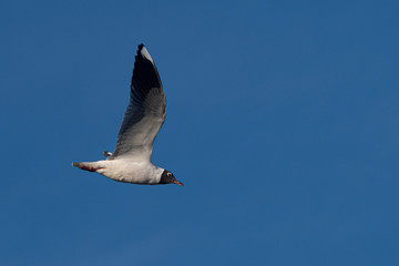 Melincue, Santa Fe, Argentina. A brown-hooded gull (Larus maculipennis) flying against a clear deep...