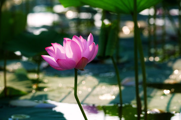 Obraz premium Chinese lotus in full bloom.