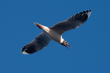Melincue, Santa Fe, Argentina. A brown-hooded gull (Larus maculipennis) flying against a clear deep blue sky.