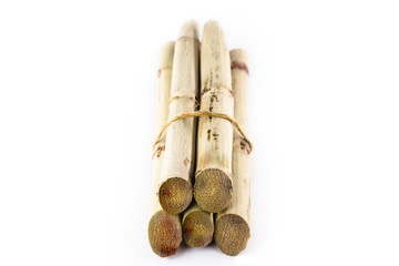 Sugar cane, brazilian, cane, piece of cane, fresh, sugar cane, white, background, cane, fresh. Plant used in the production of fuel. White background.