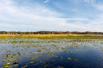 Field of lily pads on the calm, blue water of Lake Toho near Orlando, Florida, a popular large mouth bass fishing destination