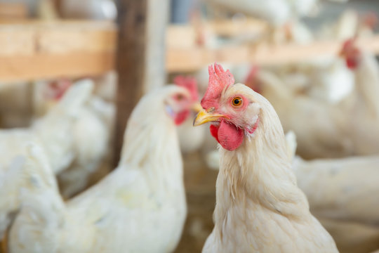 retrato de una gallina blanca