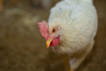 close up de gallina blanca ponedora de huevos