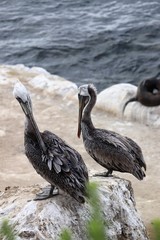 Pelicans at La Jolla Cove