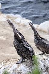 Pelicans at La Jolla Cove