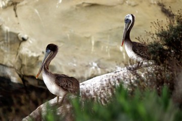 Pelicans at La Jolla Cove