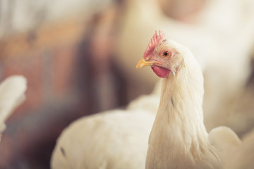 close up de gallina blanca ponedora de huevos