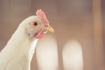 close up de gallina blanca ponedora de huevos