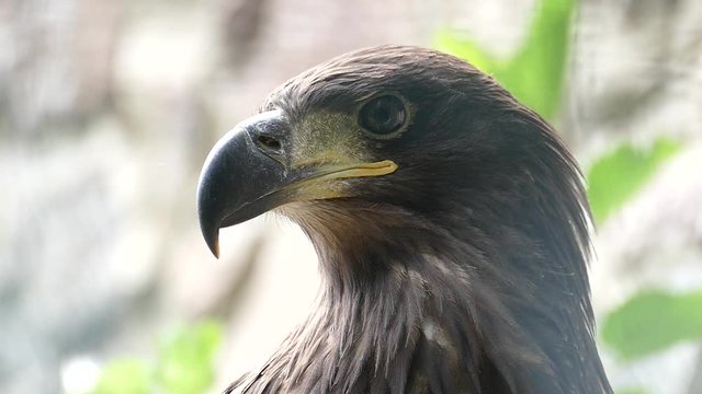 Eagle Background