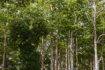 Big trees in the garden.