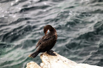 Cormorants at La Jolla Cove