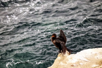 Cormorants at La Jolla Cove