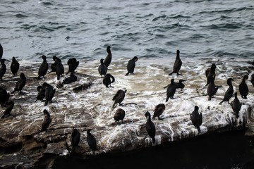Fototapeta premium Cormorants at La Jolla Cove