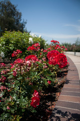 flowers in the garden