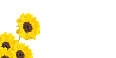 Sunflower background material with copy space.  ひまわりの背景素材　コピースペースあり