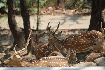 fallow deer in the forest