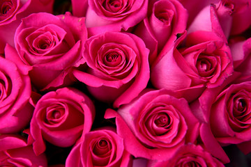 Fresh harvested vibrant pink roses, flower market, Colombia, South America