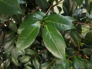 Obraz premium green leaves on tree