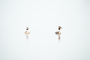 Crested Grebe, Podiceps cristatus, Podicipediformes, Podicipedidae, Australasian Crested Grebe, Bird On lake, Animals And Wildlife In New Zealand