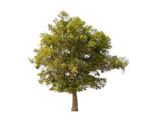 tree isolated on white background, collections tree isolated, tree object