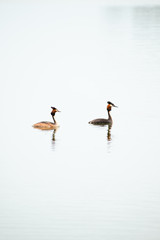Crested Grebe, Podiceps cristatus, Podicipediformes, Podicipedidae, Australasian Crested Grebe, Bird On lake, Animals And Wildlife In New Zealand