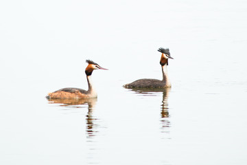 Crested Grebe, Podiceps cristatus, Podicipediformes, Podicipedidae, Australasian Crested Grebe, Bird On lake, Animals And Wildlife In New Zealand