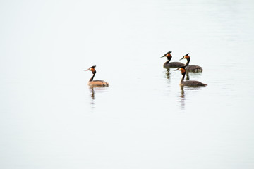 Crested Grebe, Podiceps cristatus, Podicipediformes, Podicipedidae, Australasian Crested Grebe, Bird On lake, Animals And Wildlife In New Zealand