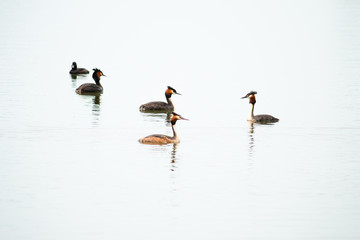 Crested Grebe, Podiceps cristatus, Podicipediformes, Podicipedidae, Australasian Crested Grebe, Bird On lake, Animals And Wildlife In New Zealand