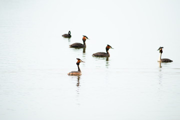 Crested Grebe, Podiceps cristatus, Podicipediformes, Podicipedidae, Australasian Crested Grebe, Bird On lake, Animals And Wildlife In New Zealand