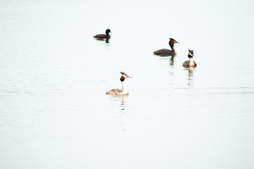 Crested Grebe, Podiceps cristatus, Podicipediformes, Podicipedidae, Australasian Crested Grebe, Bird On lake, Animals And Wildlife In New Zealand