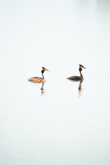 Crested Grebe, Podiceps cristatus, Podicipediformes, Podicipedidae, Australasian Crested Grebe, Bird On lake, Animals And Wildlife In New Zealand
