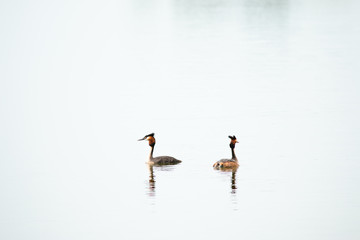 Crested Grebe, Podiceps cristatus, Podicipediformes, Podicipedidae, Australasian Crested Grebe, Bird On lake, Animals And Wildlife In New Zealand