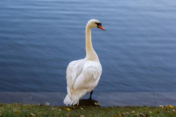 Swan lake