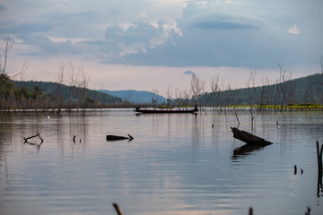 Tree stump and their reflections in the dam.
