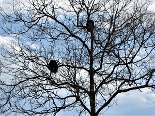 Neuronas