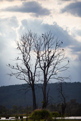 Fototapeta na wymiar Asian openbill or Asian openbill stork on trees in the nature.