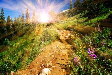 Dirt hiking trail winds through a meadow full of colorful wildflowers with the bright light of...