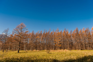 Fototapeta premium Autumn at Senjogahara plateau in Nikko national park, Nikko Tochigi, Japan