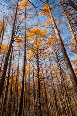 Fototapeta premium Looking up at the sky in the forest, Autumn at Senjogahara plateau in Nikko national park, Nikko Tochigi, Japan