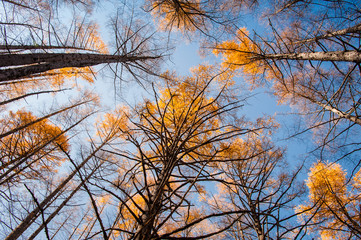 Obraz premium Looking up at the sky in the forest, Autumn at Senjogahara plateau in Nikko national park, Nikko Tochigi, Japan