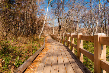 Fototapeta premium Autumn at Senjogahara plateau in Nikko national park, Nikko Tochigi, Japan ( Ecological engineering methods )