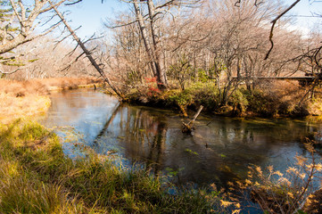 Obraz premium Windy River reflecting light and shadow. Autumn at Senjogahara plateau in Nikko national park, Nikko Tochigi, Japan ( Ecological engineering methods )