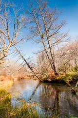 Obraz premium Windy River reflecting light and shadow. Autumn at Senjogahara plateau in Nikko national park, Nikko Tochigi, Japan ( Ecological engineering methods )