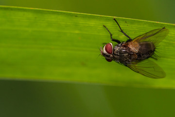 A  flesh fly on the grass leaf