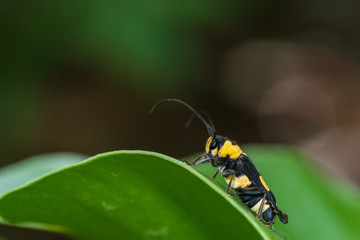 Wasp beetle on a leaf