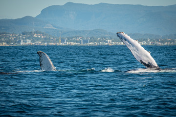 Fototapeta premium Whale pec fin hello 