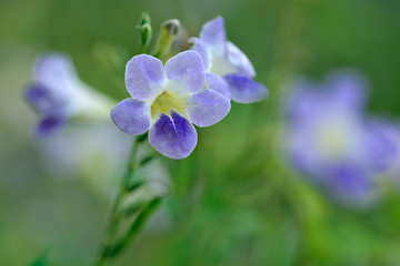 Fototapeta na wymiar Purple flower in close range with green bokeh in background