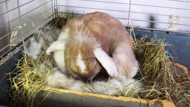 Rabbit Giving Birth Pet Bunny Animal Mammal Give Birth Newborn Kits Lop Kit Baby Pets Animals Stock Video