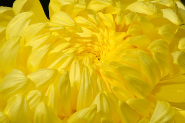 Swirl pattern petal to center of yellow flower